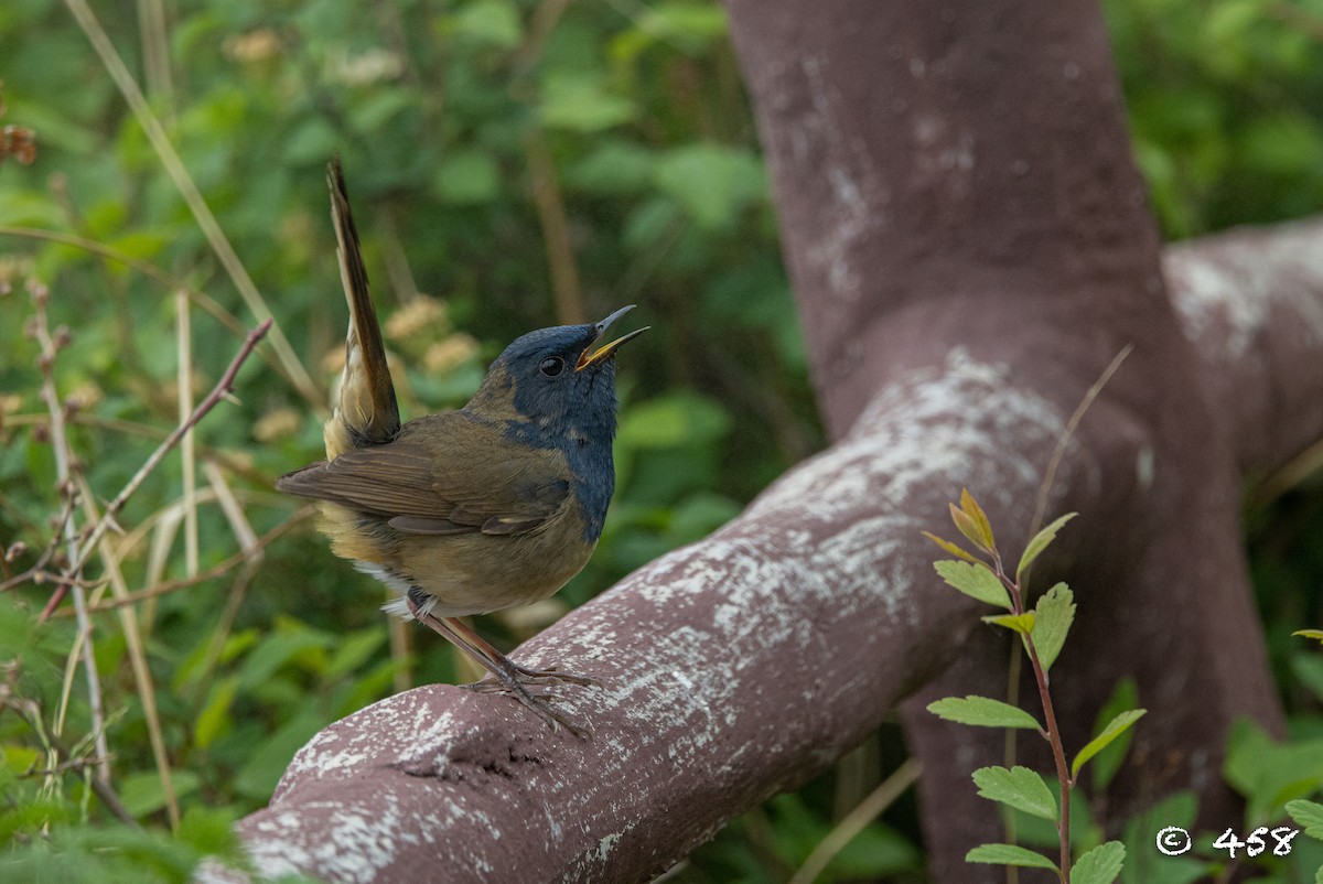 White-bellied Redstart - 大牙齿 458