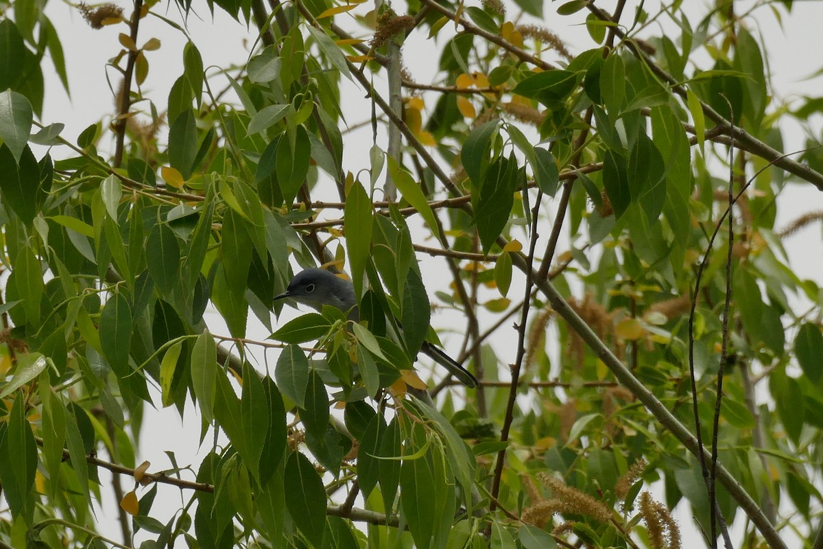 Blue-gray Gnatcatcher - ML458456771