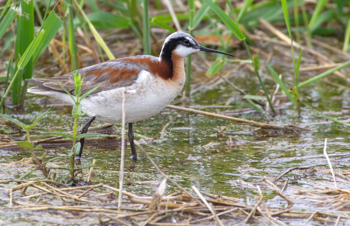 Wilson's Phalarope - Rowan Gibson