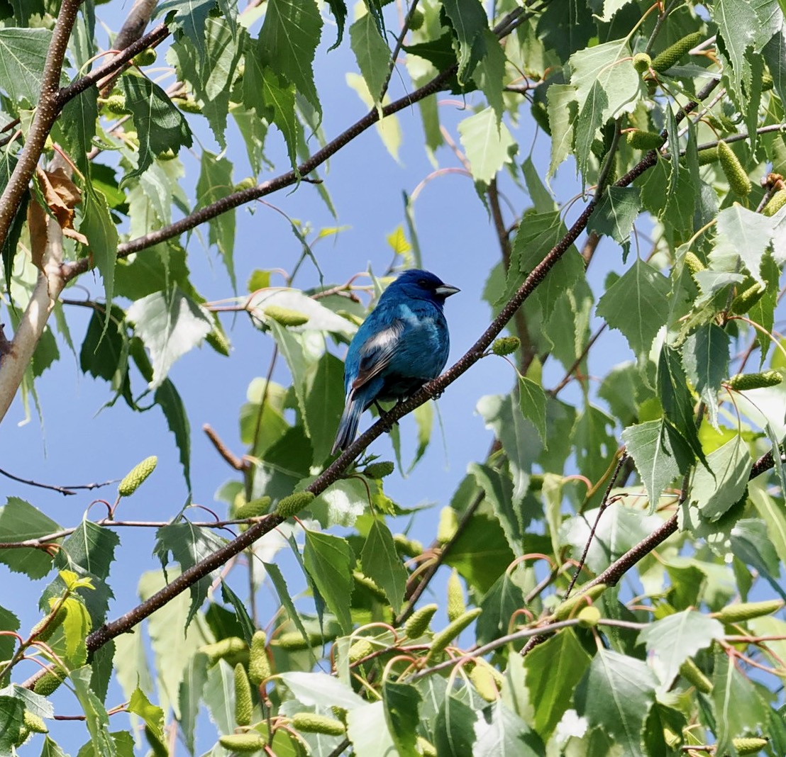 Indigo Bunting - ML458460081