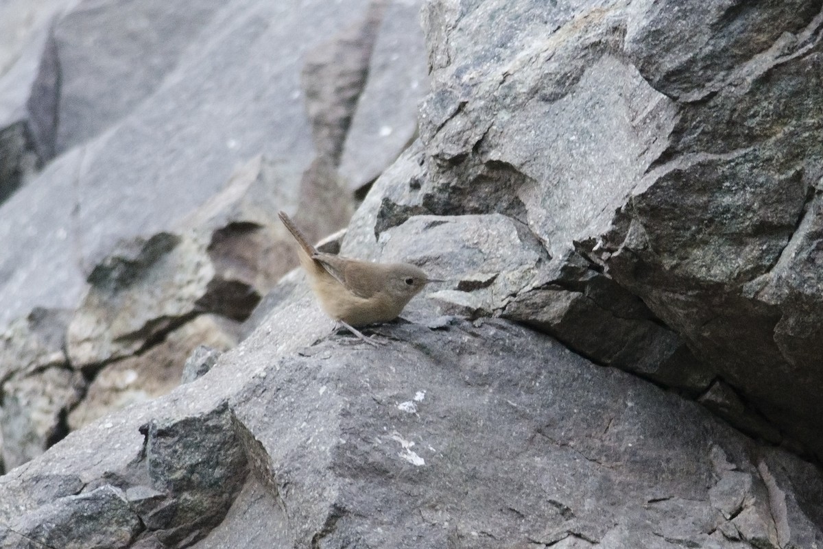 House Wren (Southern) - ML45846021