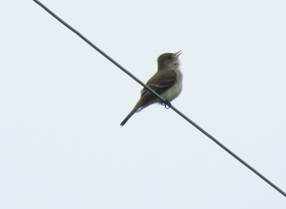 Willow Flycatcher - ML458460951