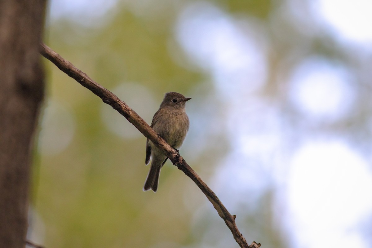 Hammond's Flycatcher - ML458462421