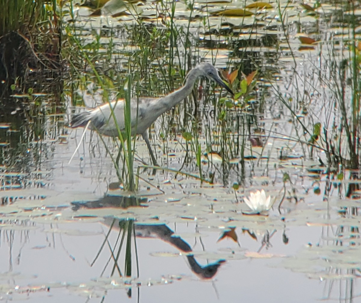 Little Blue Heron - ML458462431