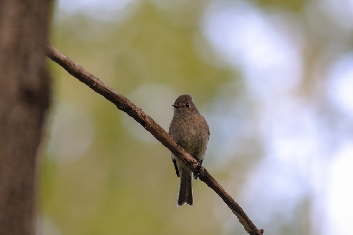 Hammond's Flycatcher - ML458462481