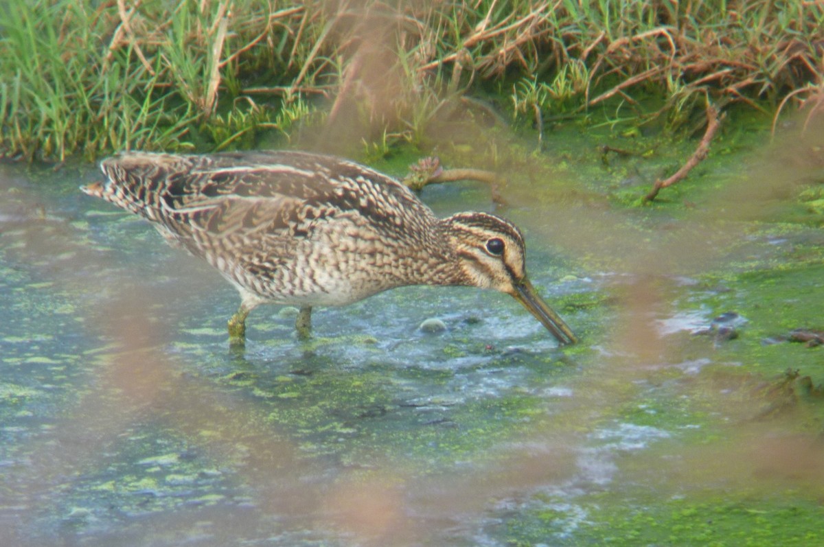 Pin-tailed Snipe - ML458463271