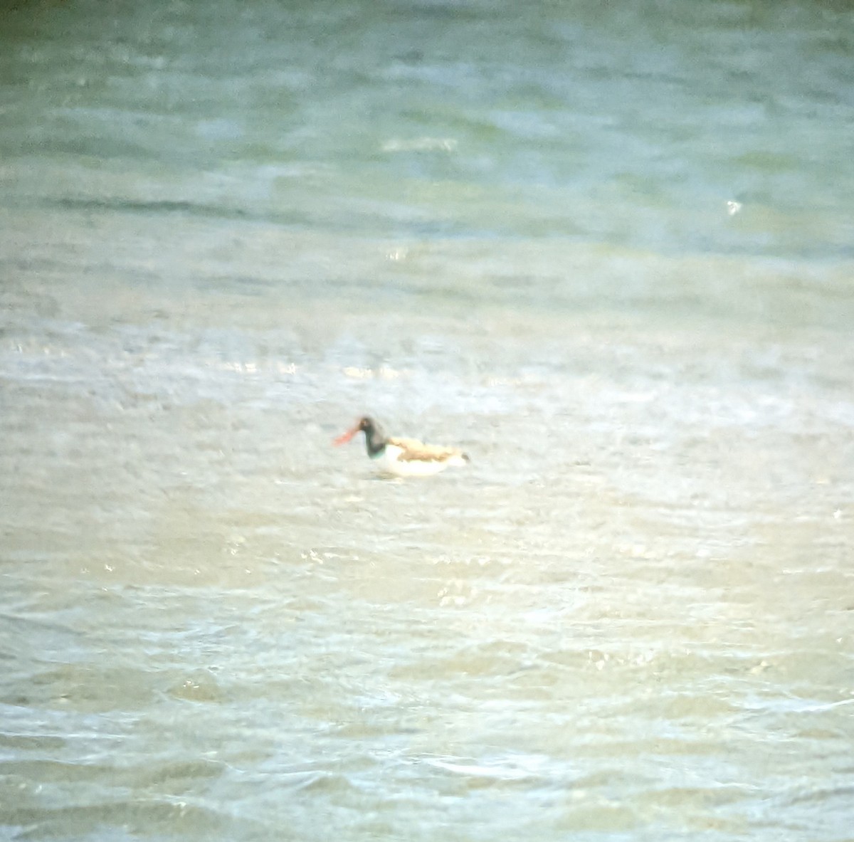 American Oystercatcher - ML458464961