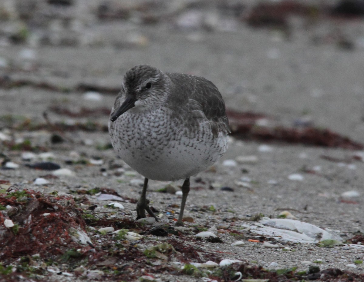 Red Knot - ML45846581