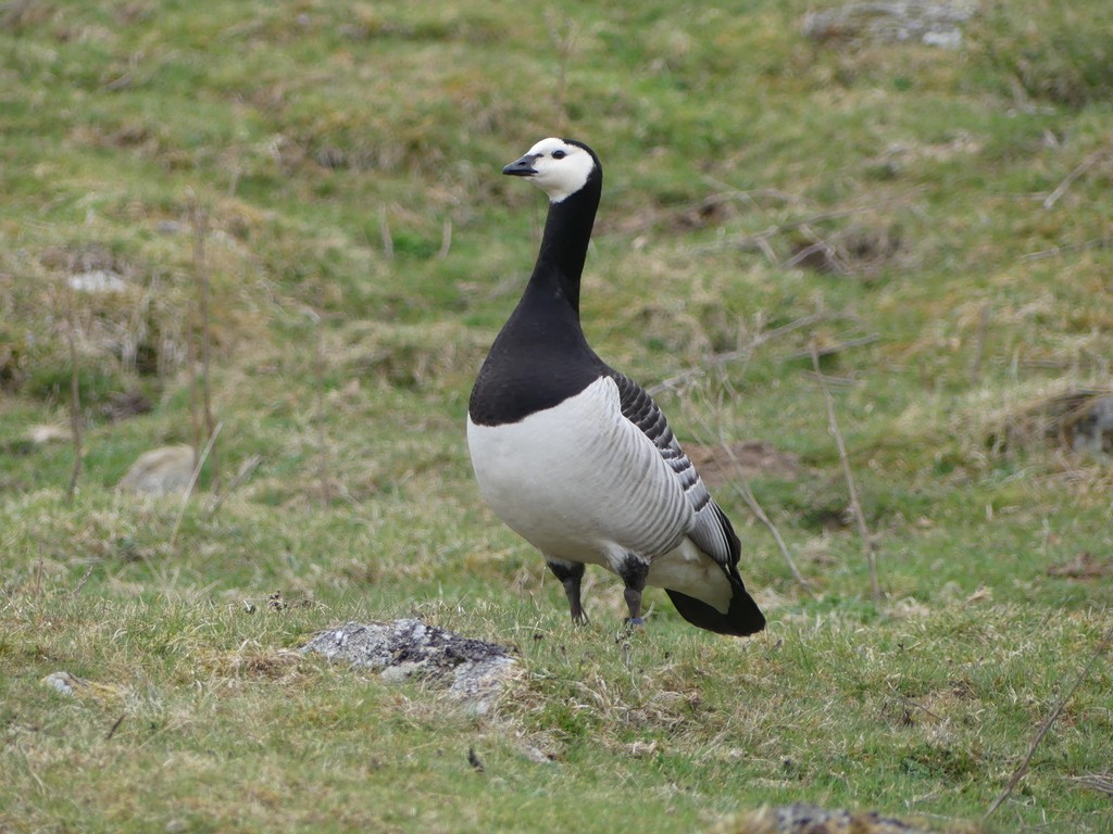 Barnacle Goose - ML458465861