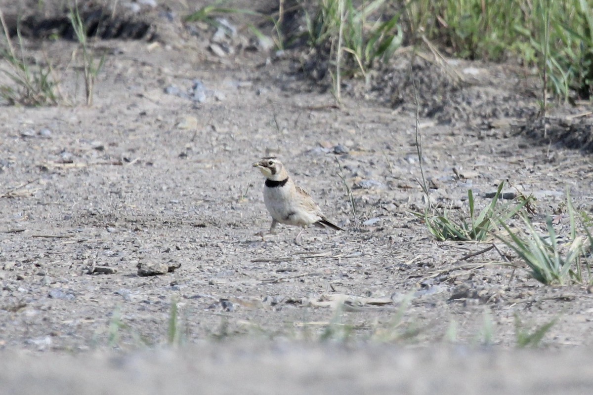 Horned Lark - ML458466411