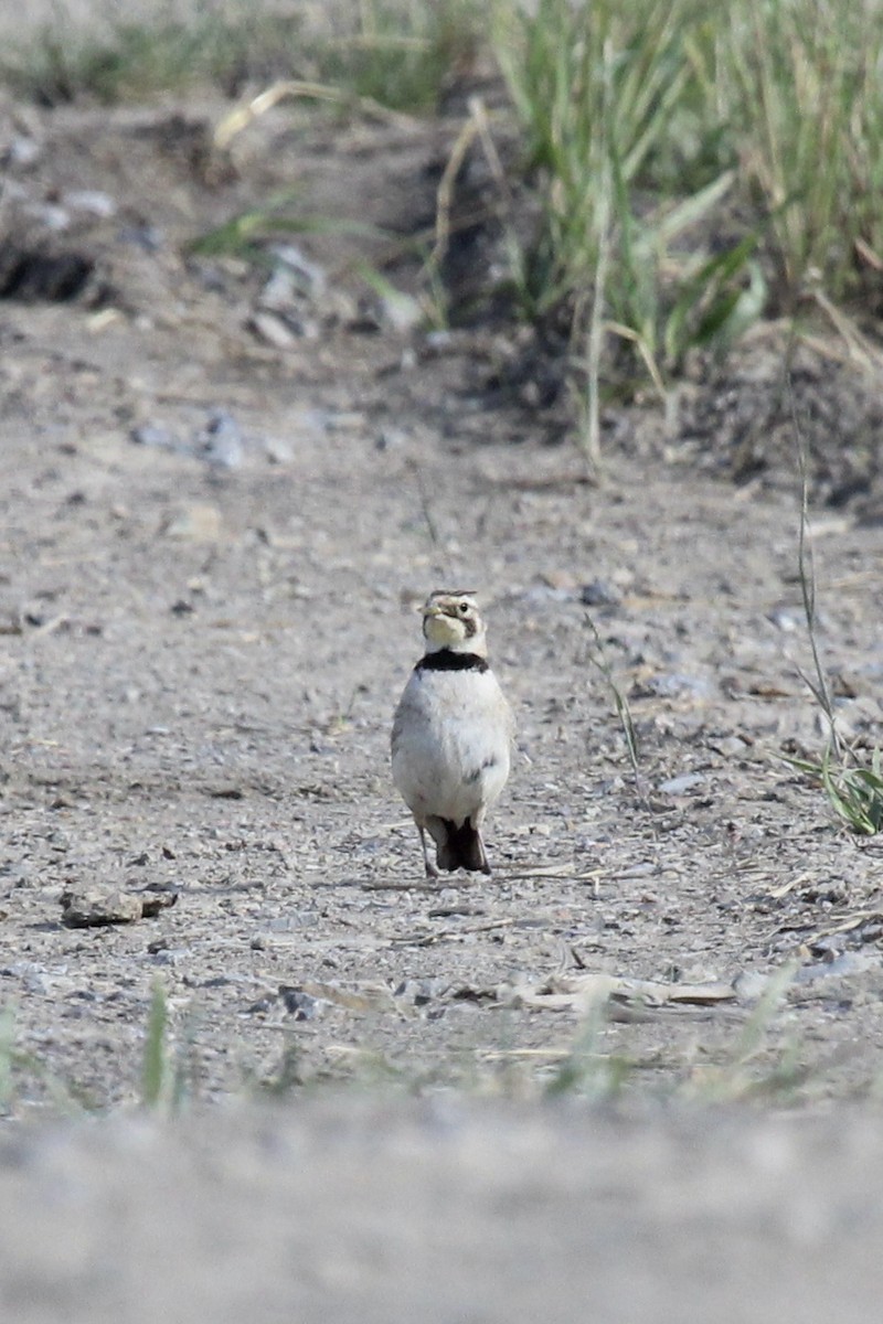 Horned Lark - ML458466421