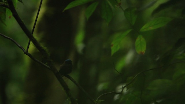 Manakin à tête bleue (groupe coronata) - ML458467