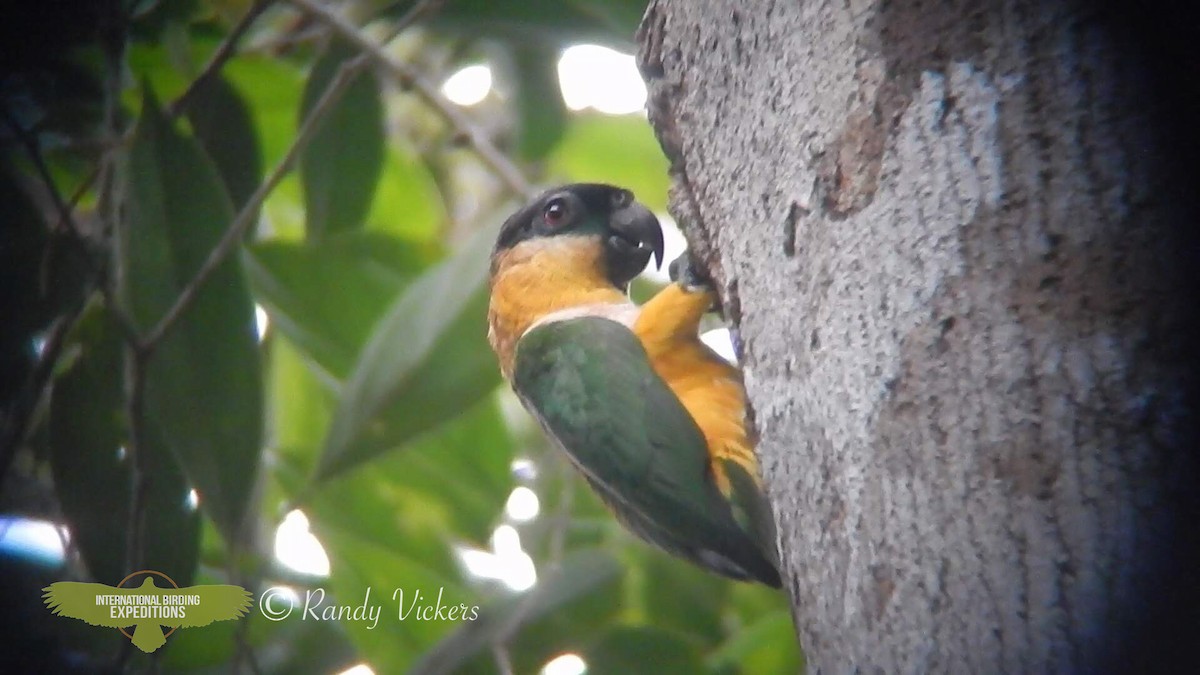 Black-headed Parrot - Randy Vickers
