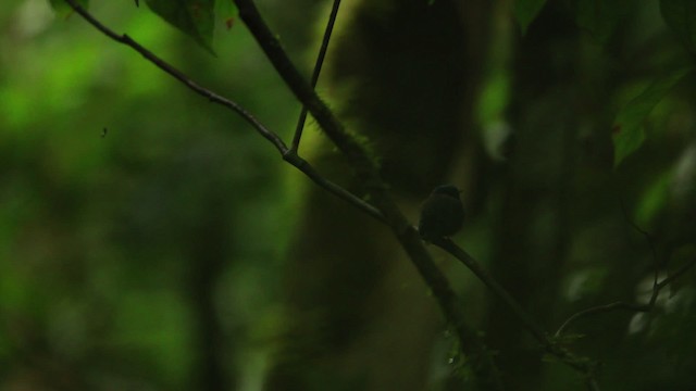 Manakin à tête bleue (groupe coronata) - ML458468