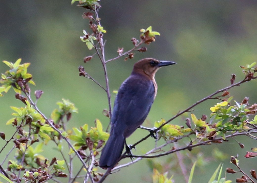 Boat-tailed Grackle - ML45846801