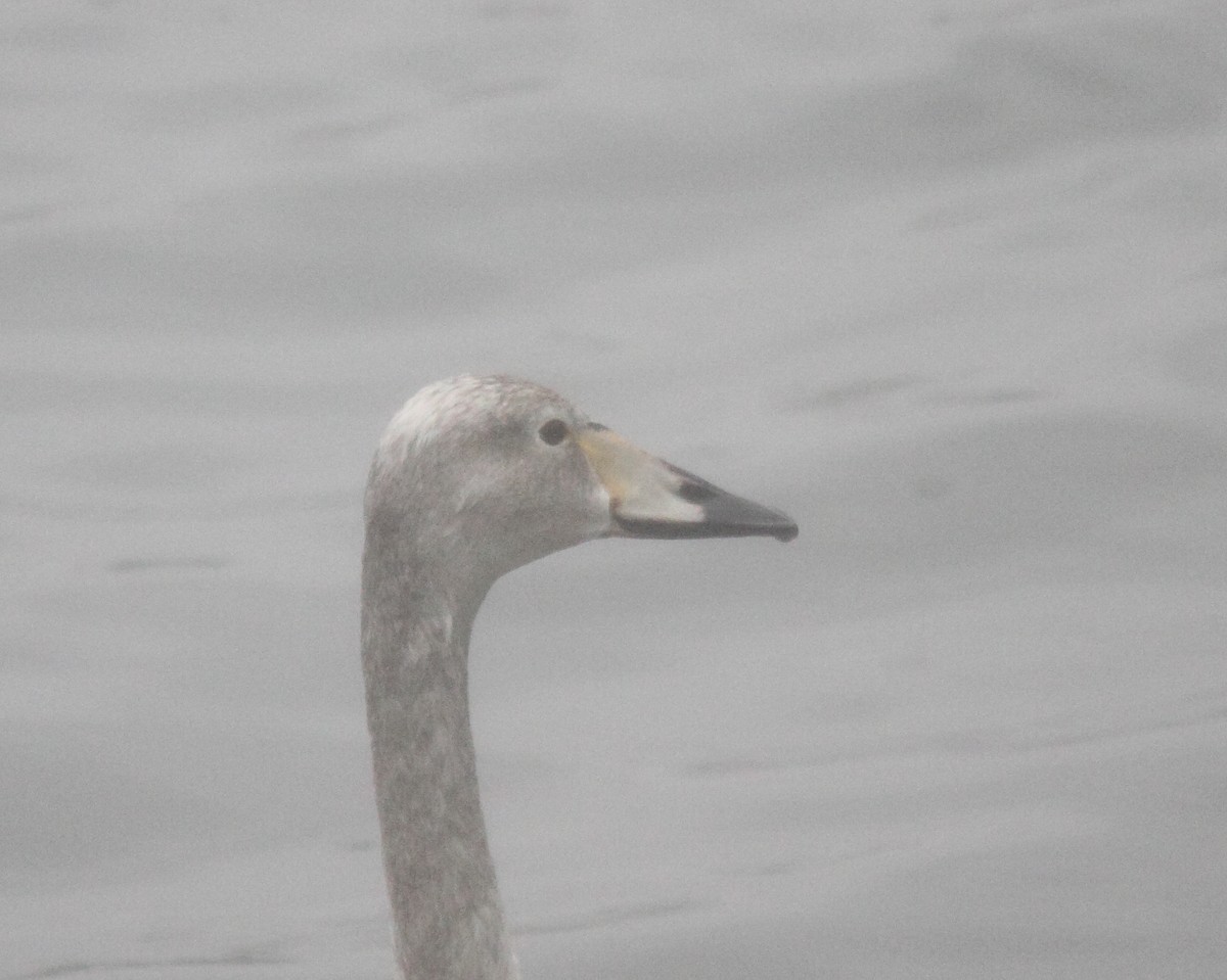 Whooper Swan - ML45846871