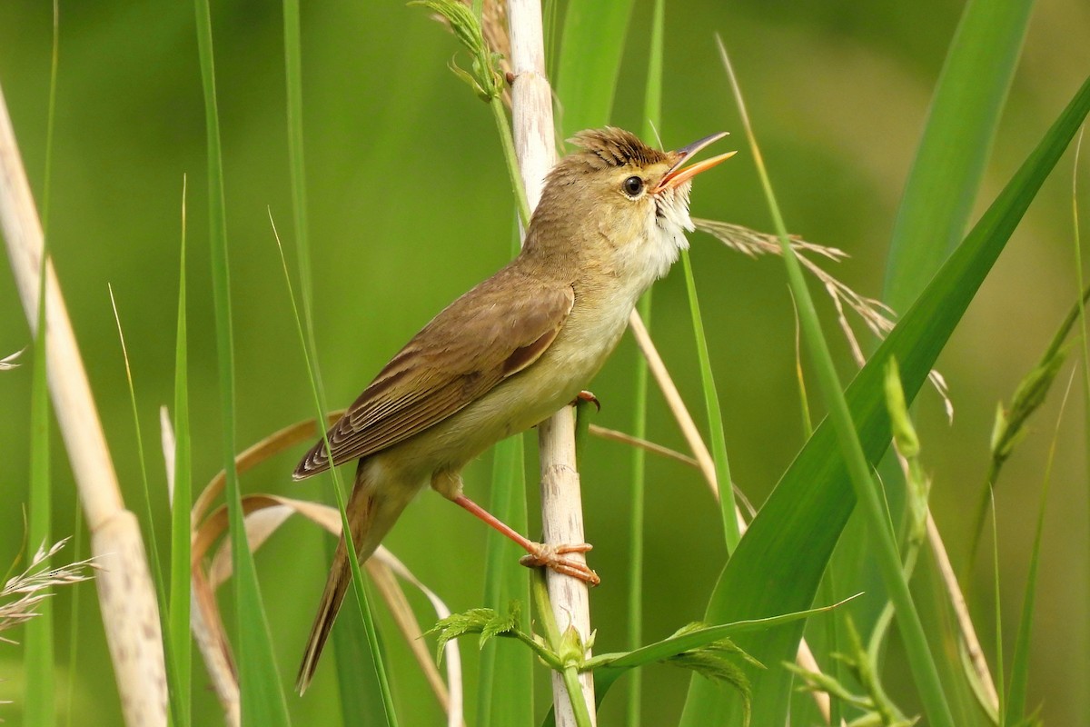 Marsh Warbler - ML458468871