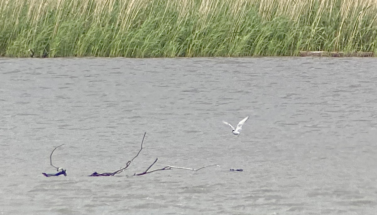 Little Tern - ML458468921