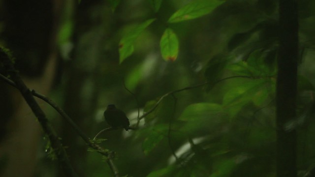 Manakin à tête bleue (groupe coronata) - ML458469