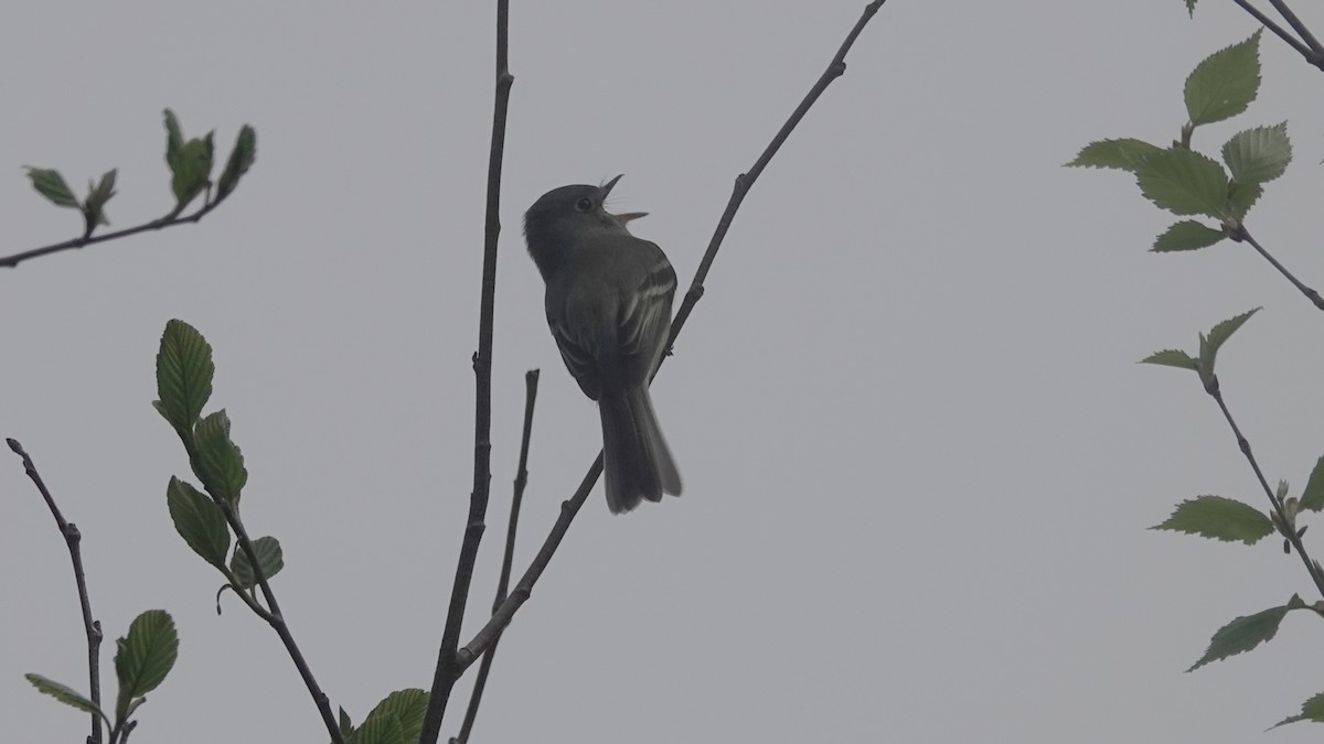 Least Flycatcher - Barry Day