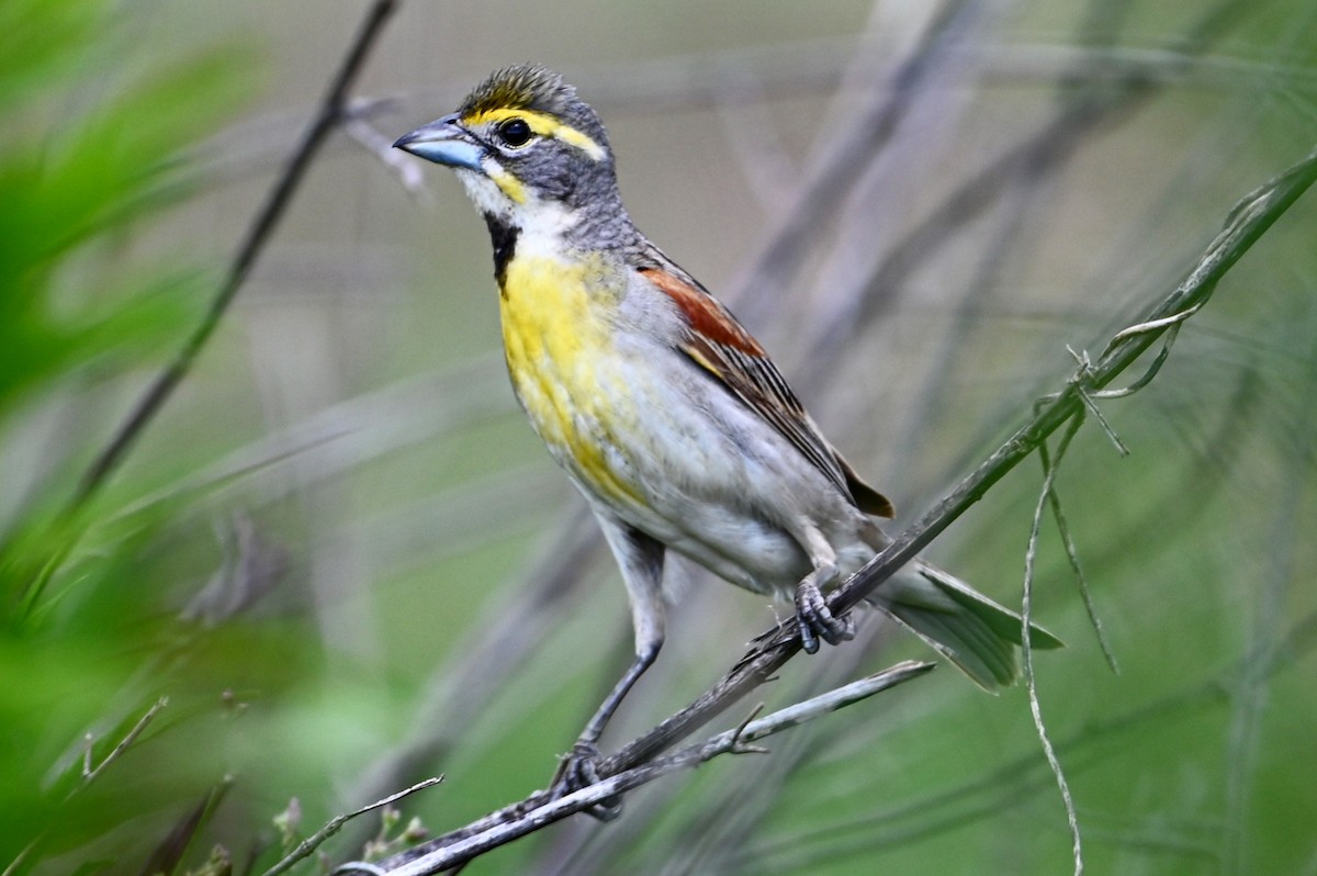 Dickcissel - ML458469621