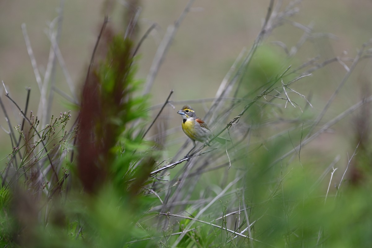 Dickcissel - ML458469641