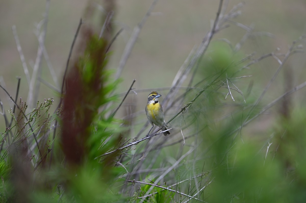 Dickcissel - ML458469681