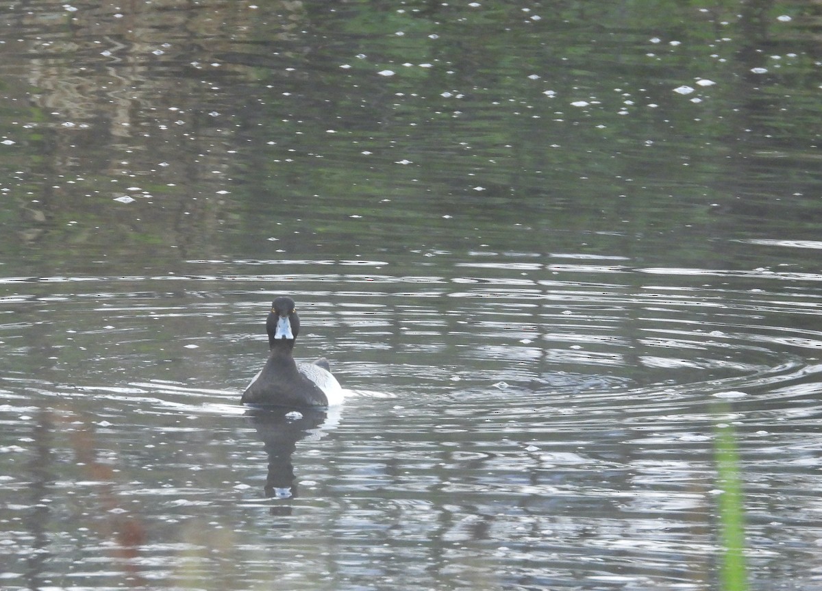 Lesser Scaup - ML458470561