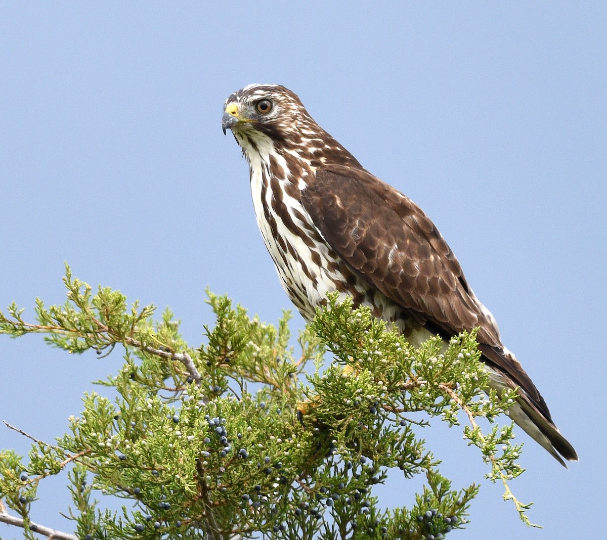 Broad-winged Hawk - ML458471381