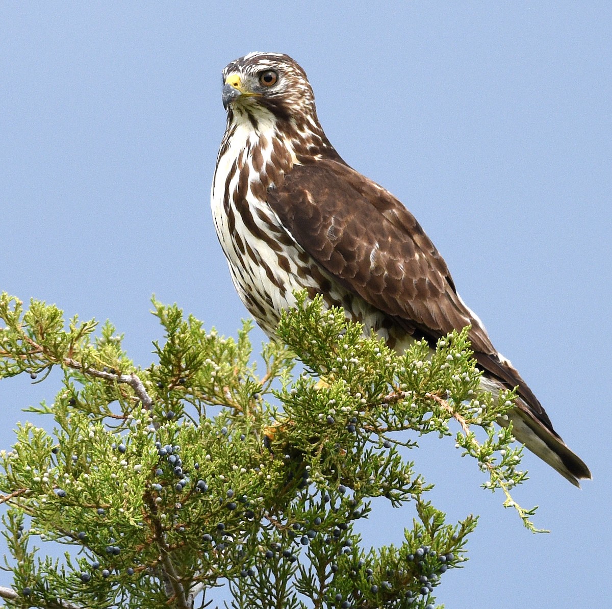 Broad-winged Hawk - ML458471441