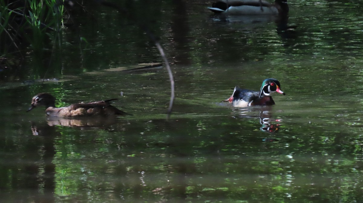 Wood Duck - ML458472031