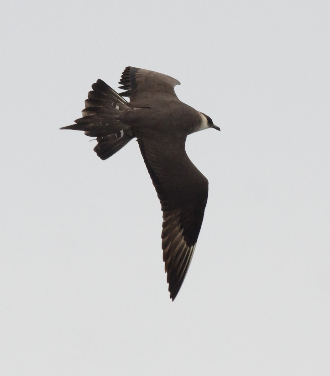 Parasitic Jaeger - ML458473571