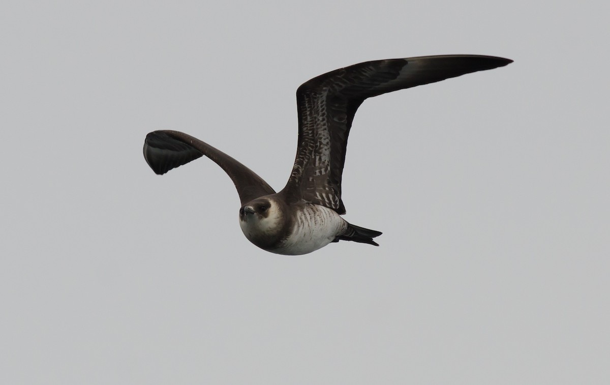 Parasitic Jaeger - ML458473581