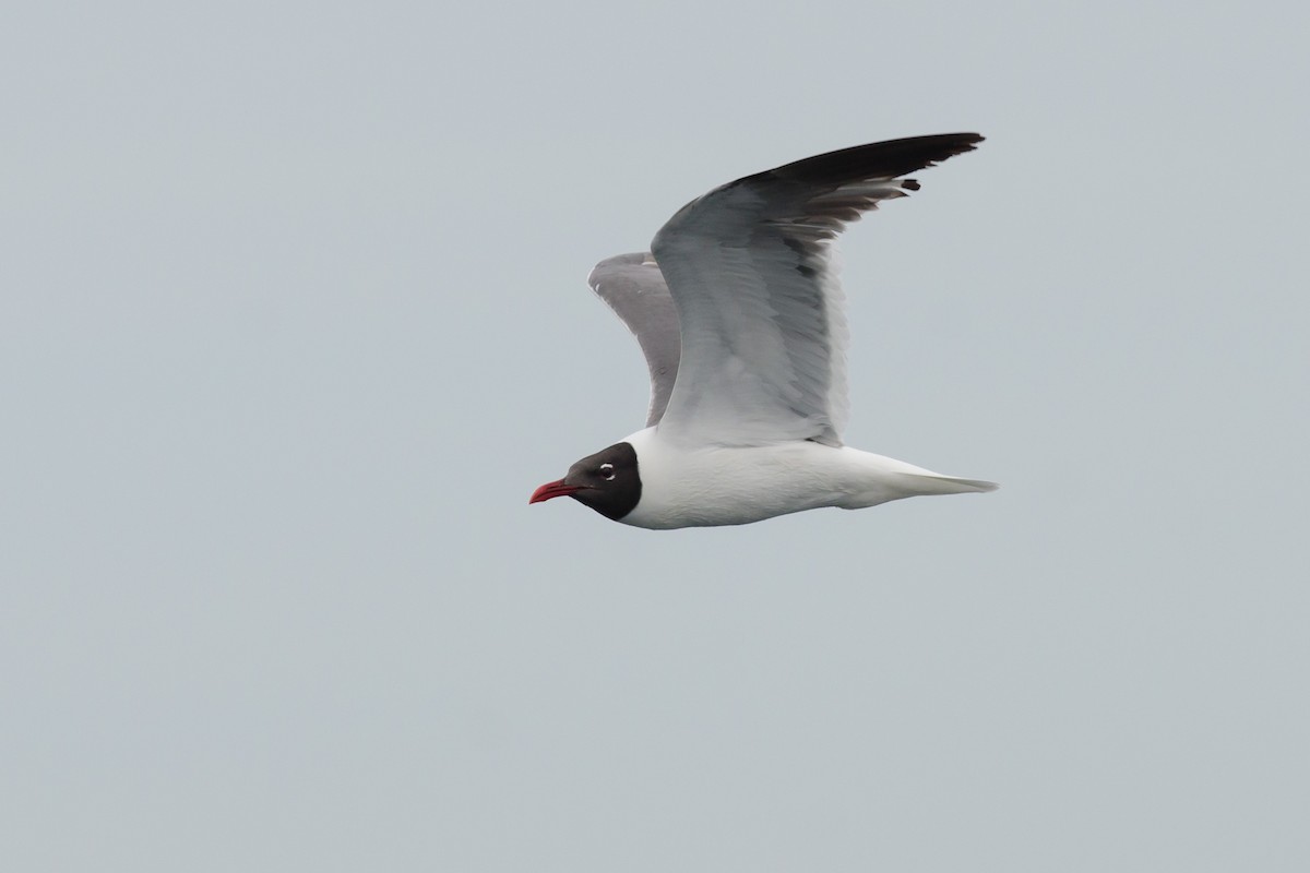 Laughing Gull - ML458473941