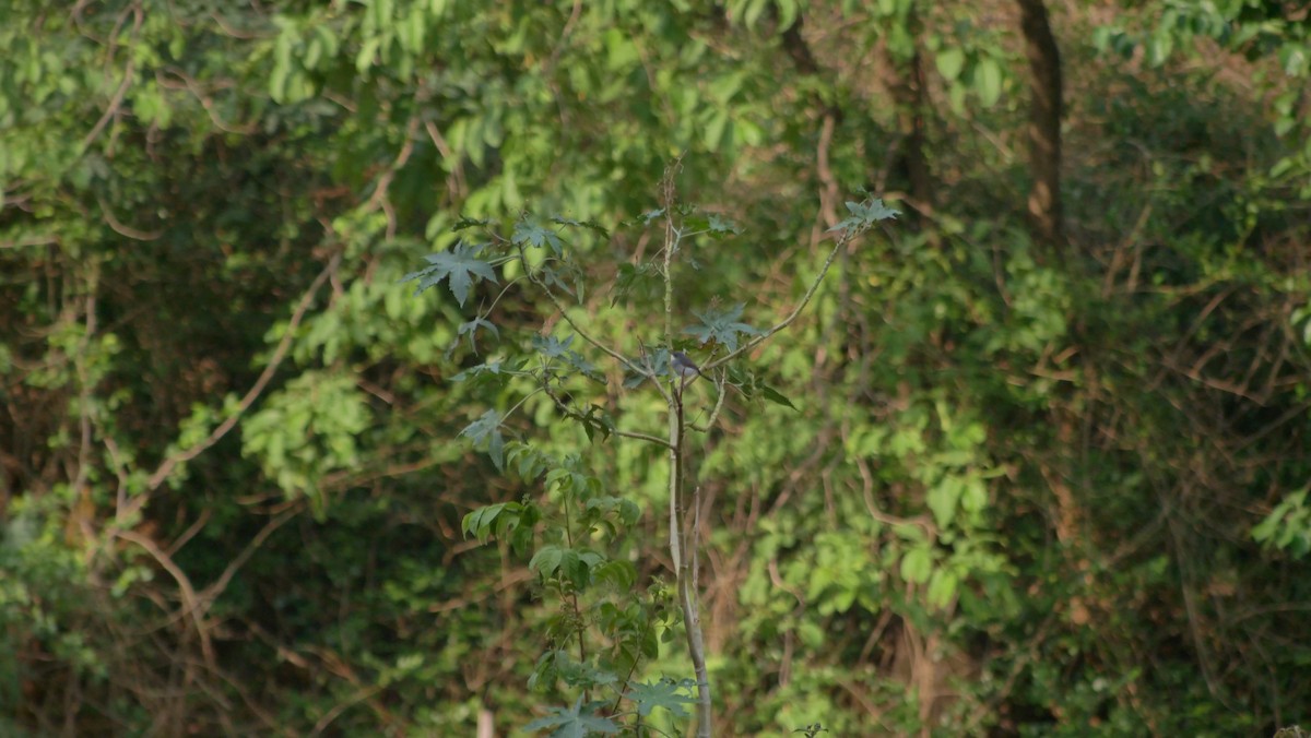 Gray-breasted Prinia - ML458474131