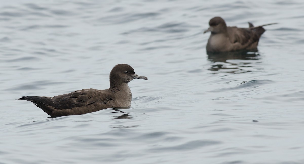 Sooty Shearwater - ML458474311