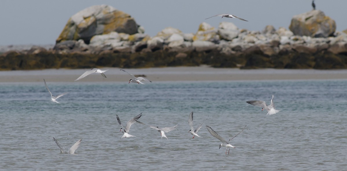 Bonaparte's Gull - Alix d'Entremont