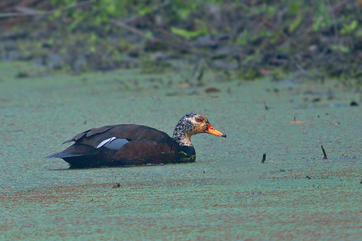 White-winged Duck - Rajkumar Das