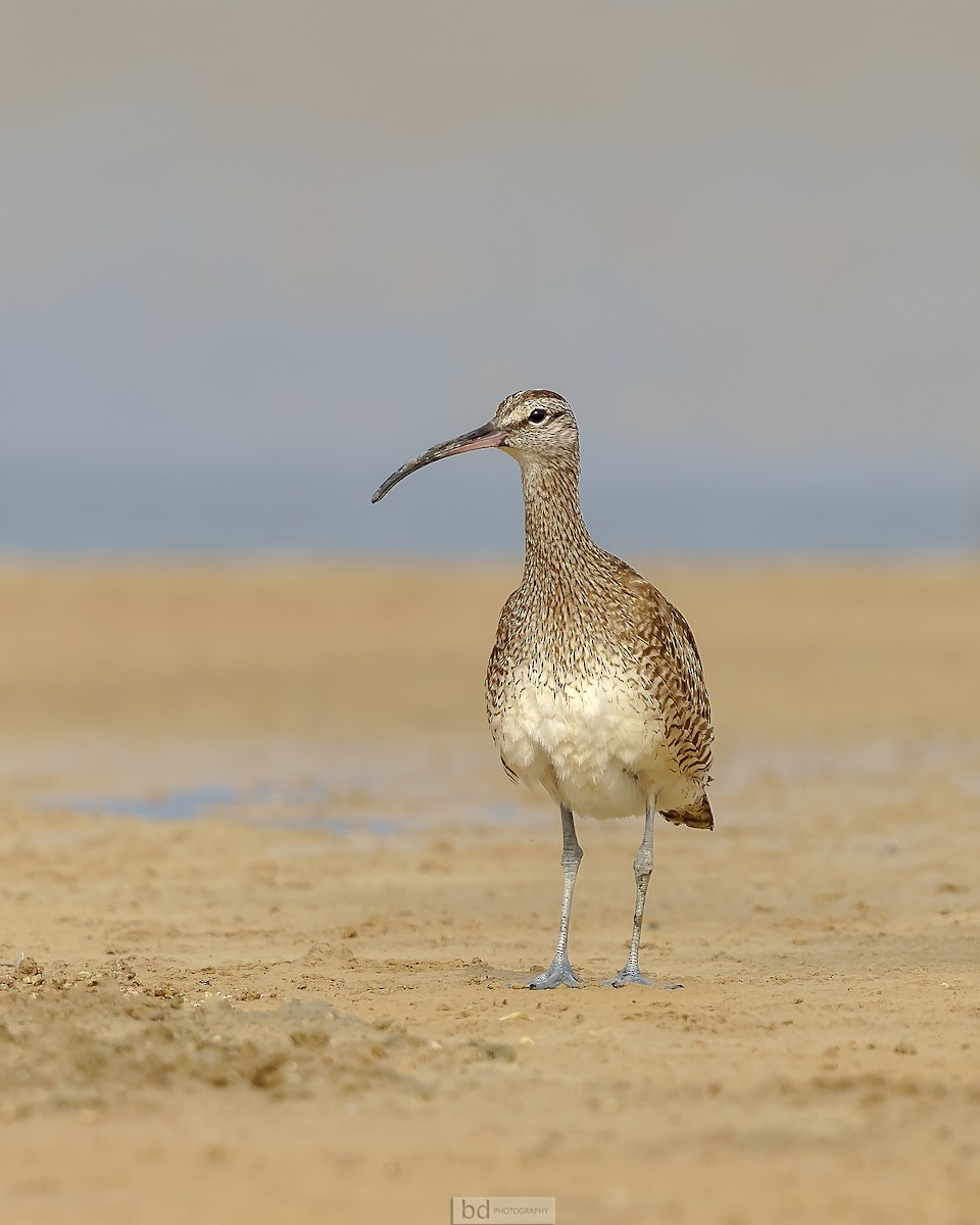 Hudsonian Whimbrel - ML458474791