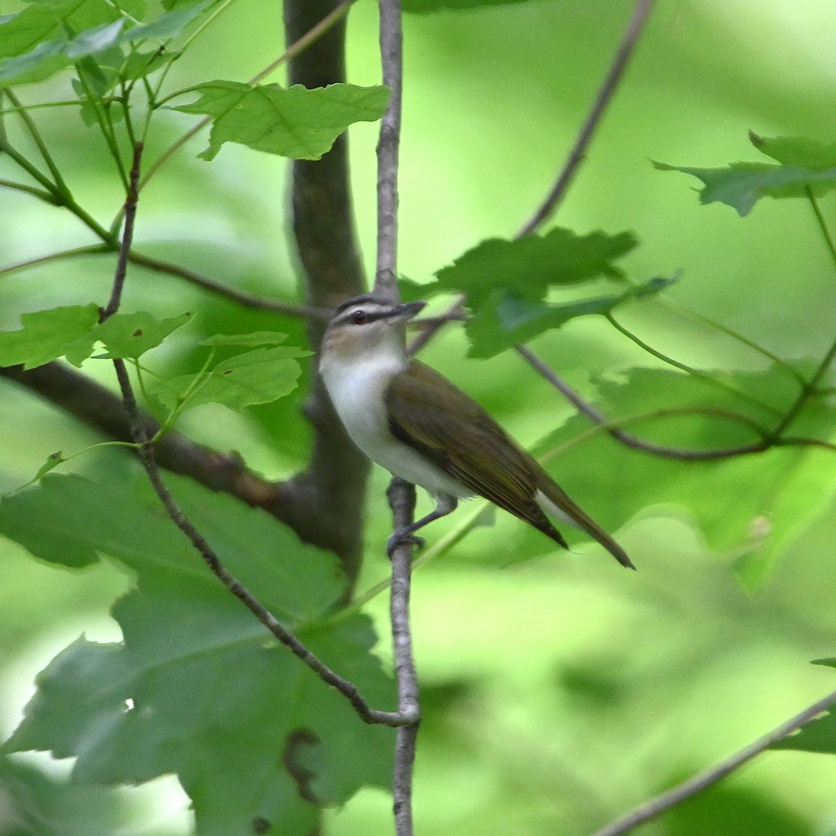 Red-eyed Vireo - Chad Ludwig
