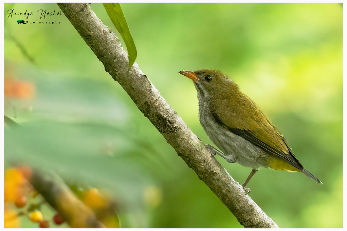 Yellow-vented Flowerpecker - ML458475381