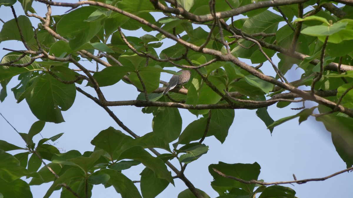 Spotted Dove - ML458475861