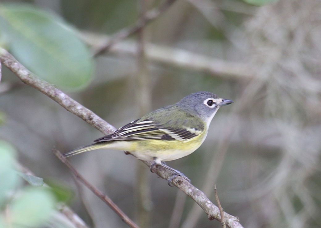 Graukopfvireo - ML45847701