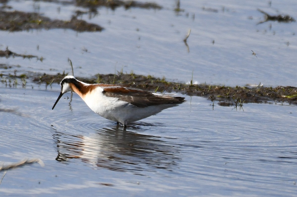 Wilson's Phalarope - ML458477761