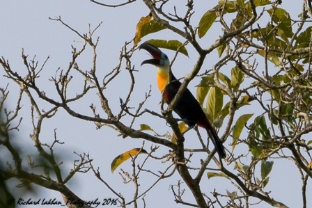 Channel-billed Toucan - ML45847781