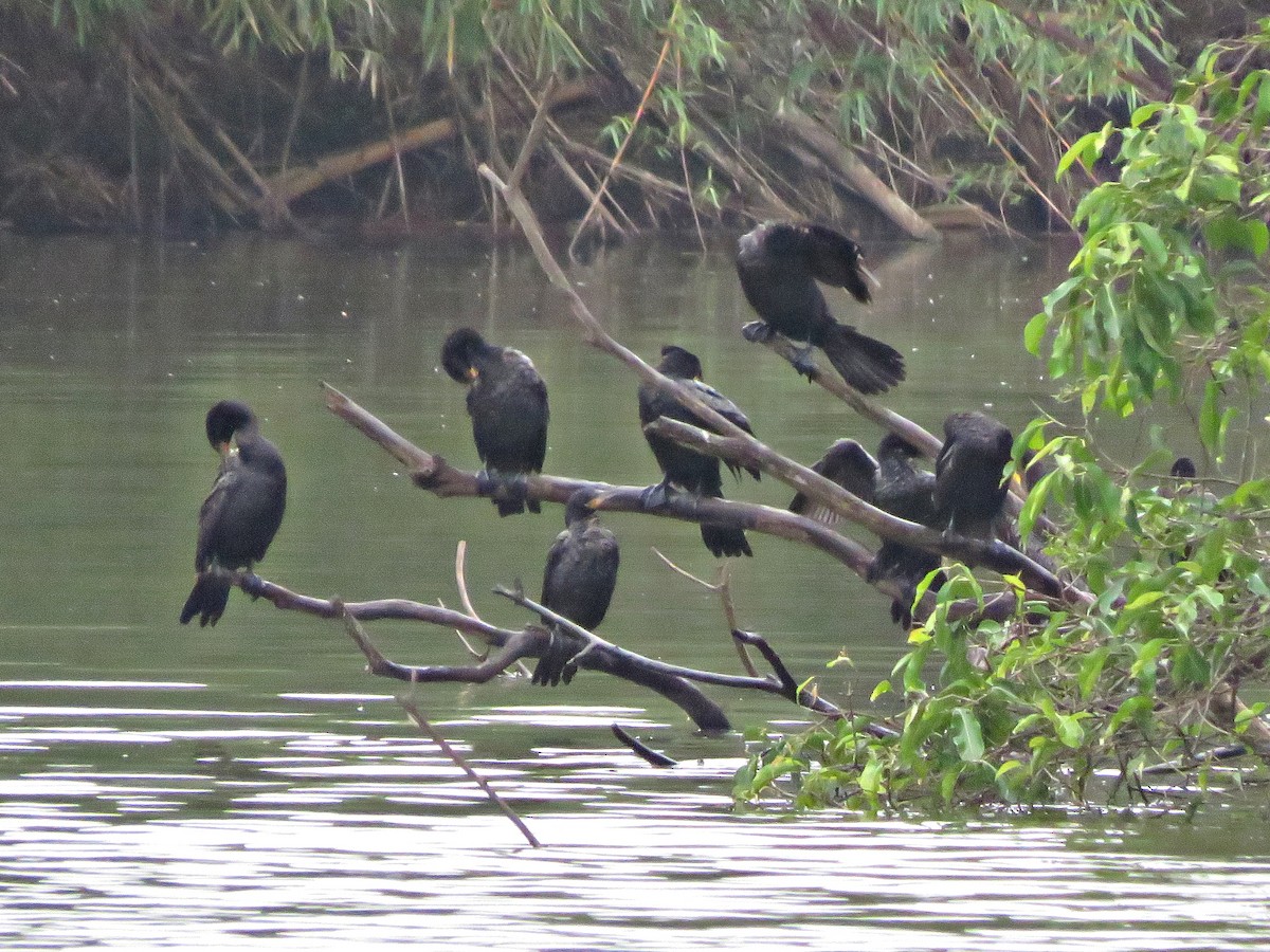 Cormorán Biguá - ML458478801