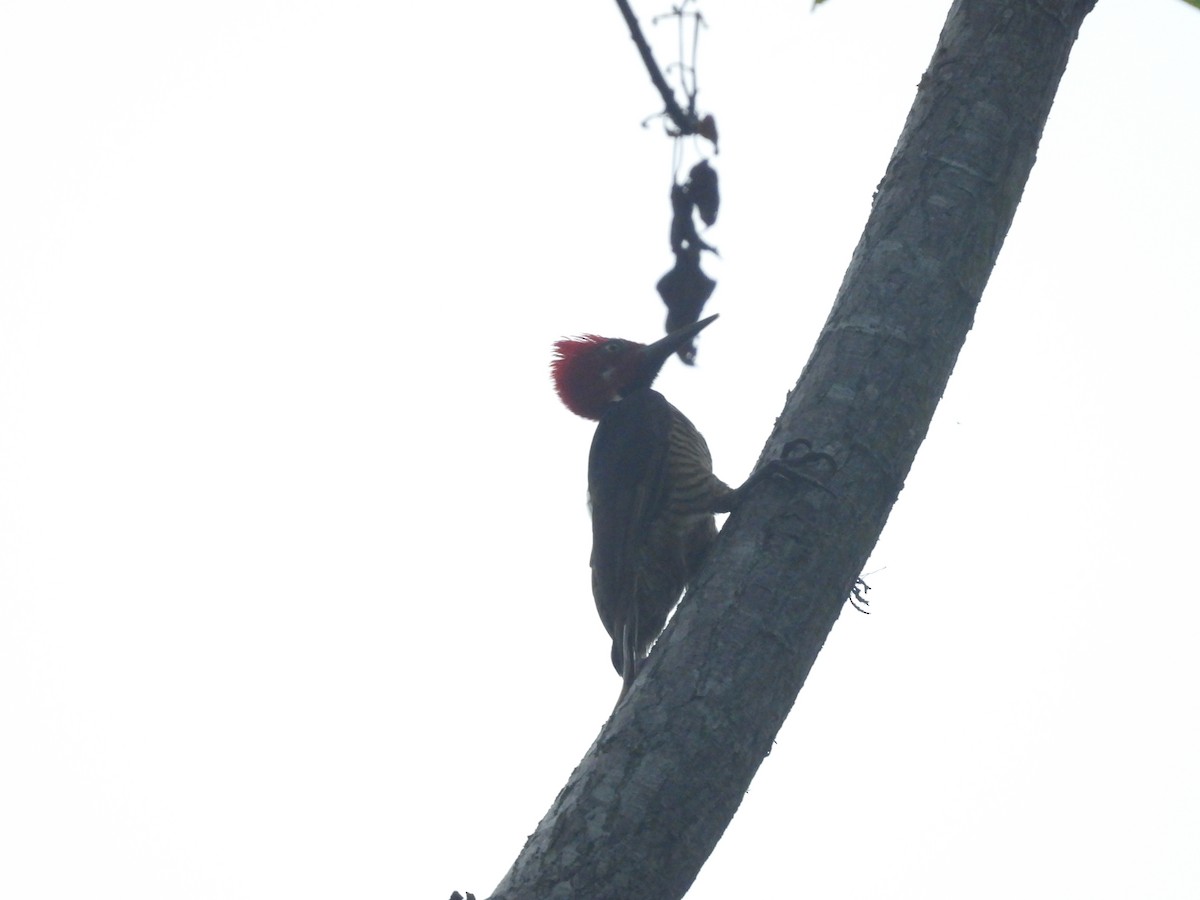 Guayaquil Woodpecker - ML458479221