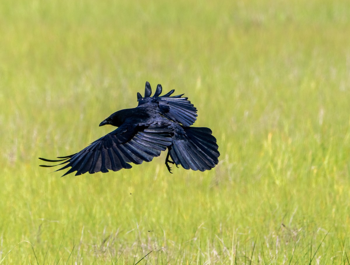 American Crow - ML458479441