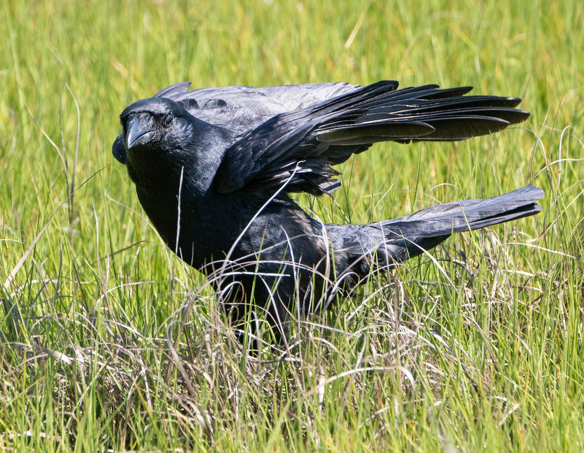 American Crow - ML458479471