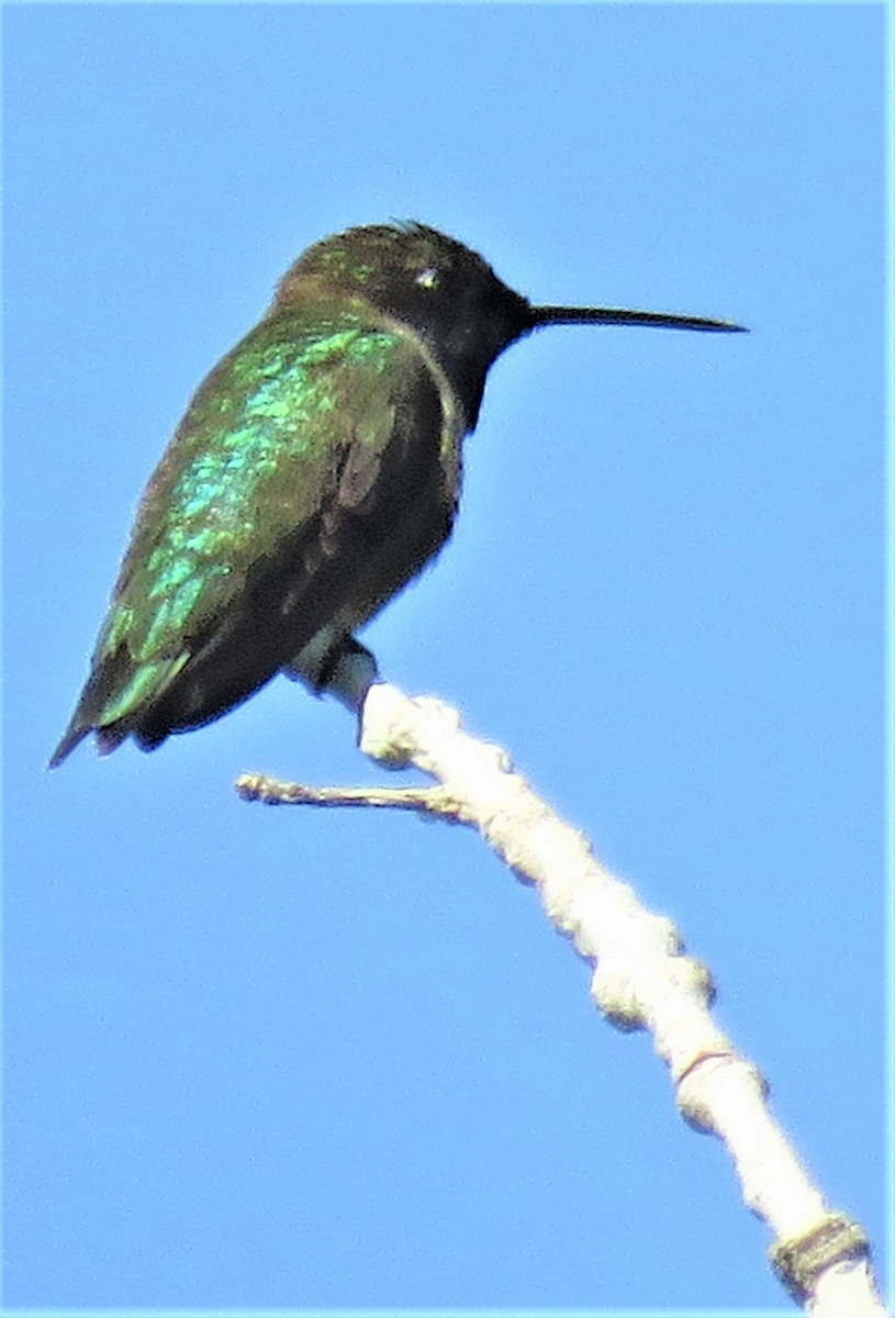 Broad-tailed Hummingbird - ML458479791